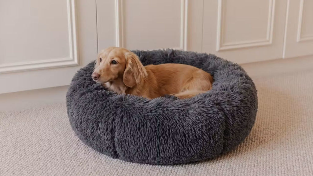 Hund im dunkelgrauen runden Hundebett mit hohem Kuschelrand