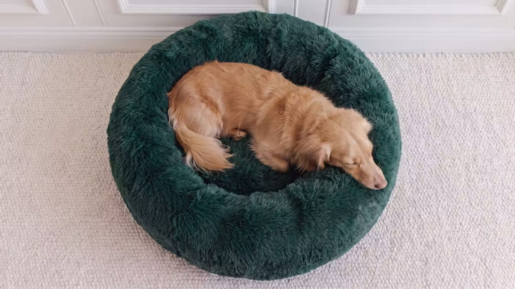 Hund im grünen runden Hundebett WOLKE mit weichem hohem Rand
