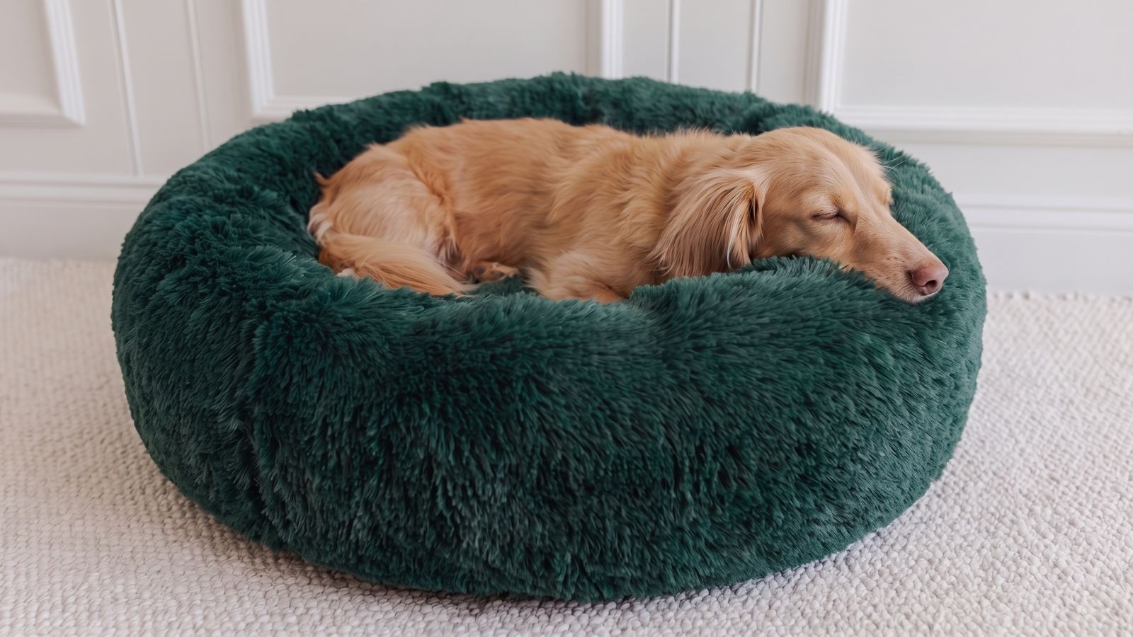 Hund schläft entspannt im grünen flauschigen Hundebett WOLKE