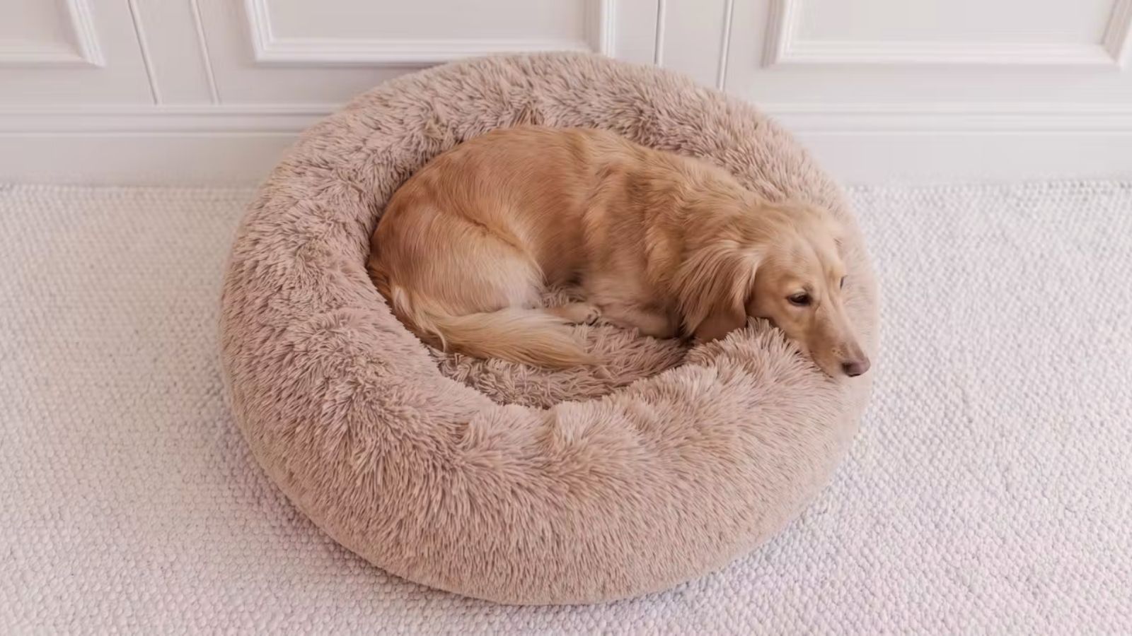 Hund liegt im runden beigen Hundebett mit hohem weichem Rand